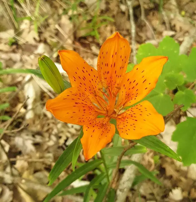 Orange Lily (Lilium Bulbiferum)