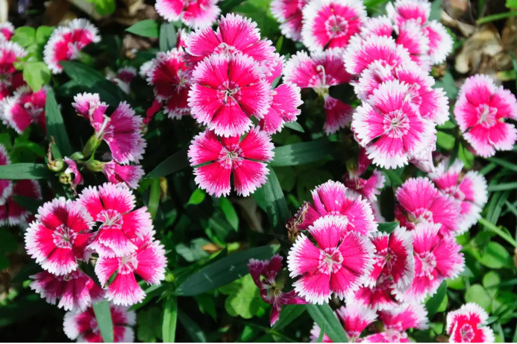 Perennial Pinks 