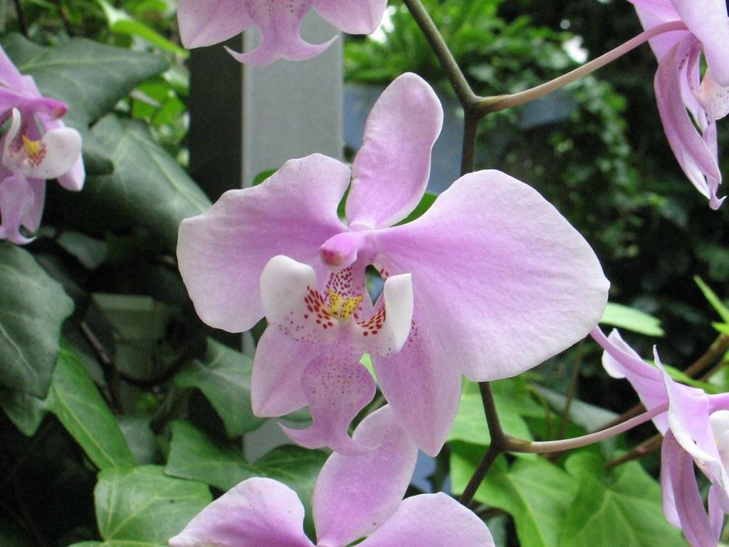 Phalaenopsis schilleriana - colored orchids