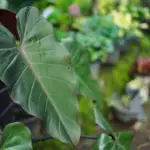 Philodendron Red Emerald: The #1 Care, Propagation and Watering Guide