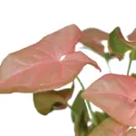 Pink Syngonium: The Number 1 Care, Propagation, and Watering Guide