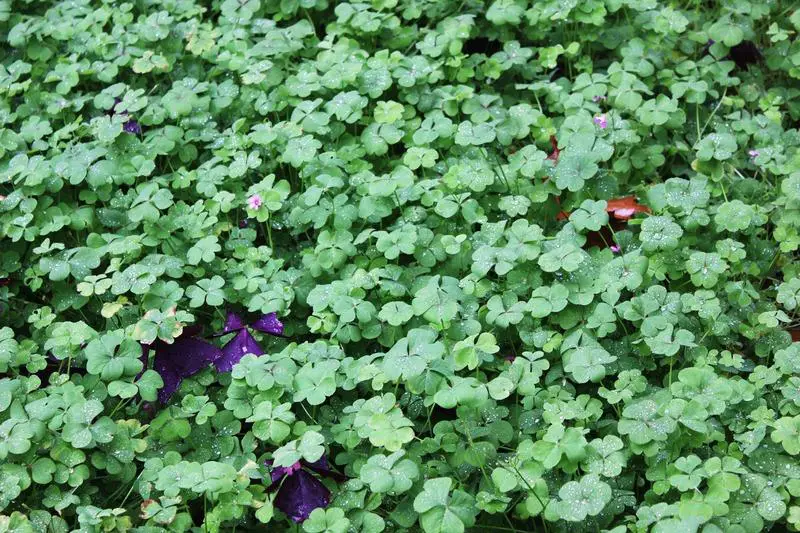 Planting & Maintaining A Clover Lawn