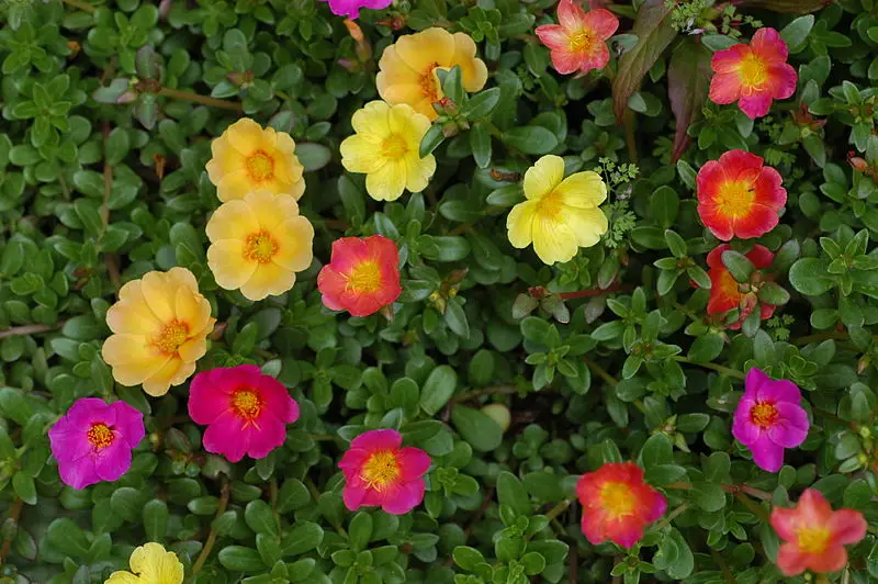 Portulaca - flowers by hanging baskets