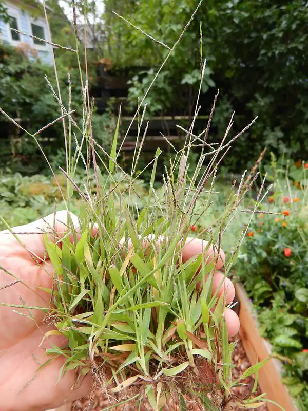 Pull Out Crabgrass