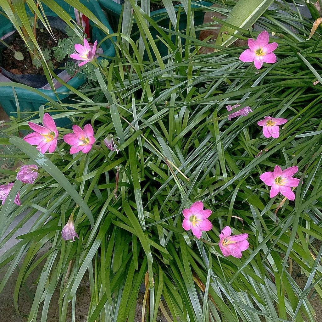 Purple Rain Lily (Zephyranthes)