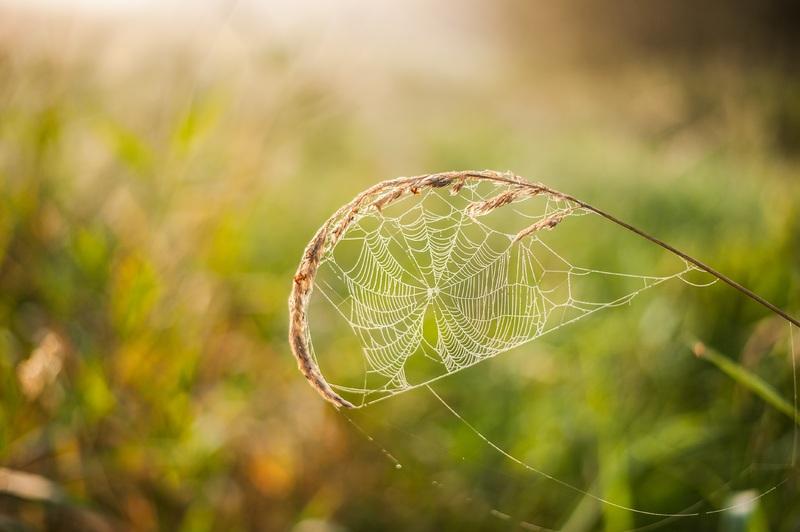 Remove Spider Webs Regularly