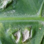 Russet Mites vs. Spider Mites: Their Differences and Management For Plant Good