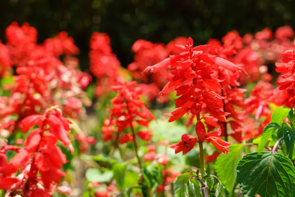Scarlet Sage flowering plants for pots