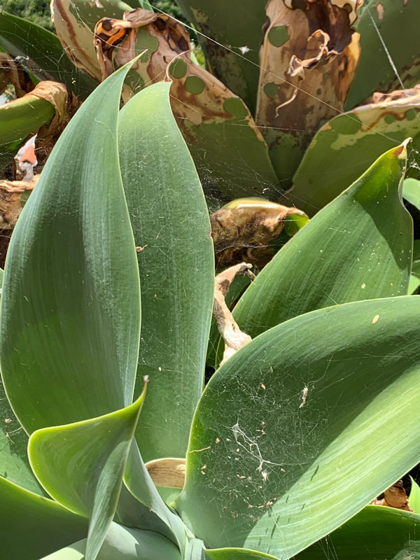 Pests in Succulents How to Get Rid of Them - Spider Mites