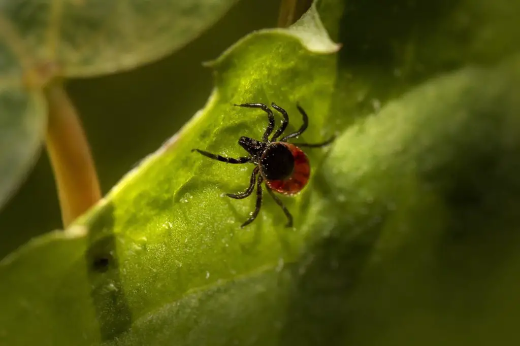 Spider mite on host - exterminating pests on your succulents and cacti
