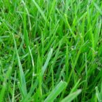 Tall Fescue Vs. Kentucky Bluegrass | Which Is Better & Which Should You Choose?