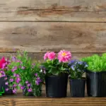 The 31 Best Flowering Plants for Pots