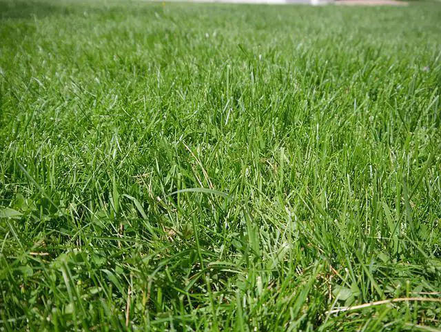 The Best Time of Year to Plant Fescue Grass