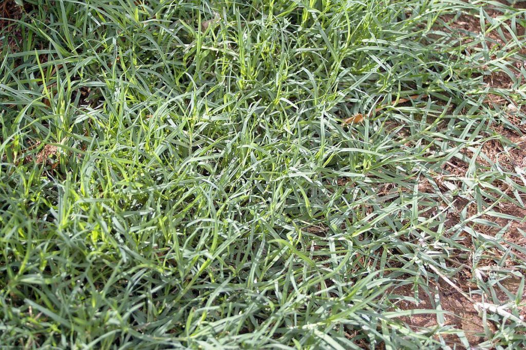 TifSport Bermuda Grass