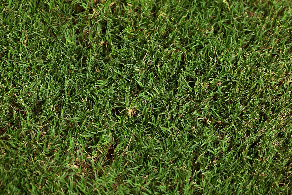 TifTuf Bermuda Grass