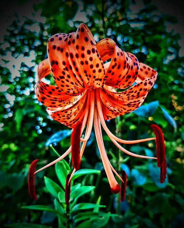 Types of Lilies - Tiger Lily 