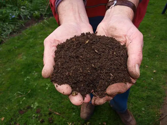 Topsoil or Compost