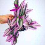 Tradescantia Nanouk: The Care, Propagation, and Watering Guide You Need