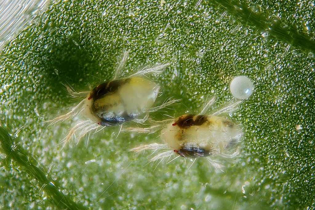 Two female spider mites with an egg on the underside of leaves