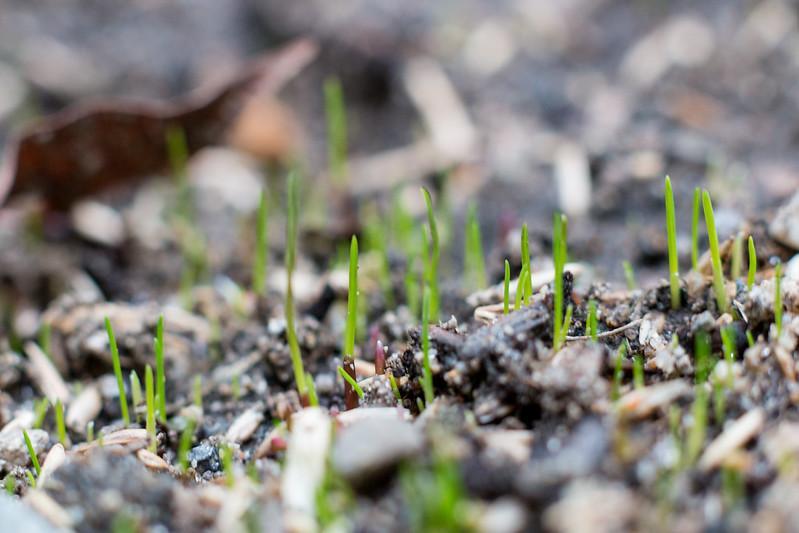 Type Of The Grass Seeds To Grow