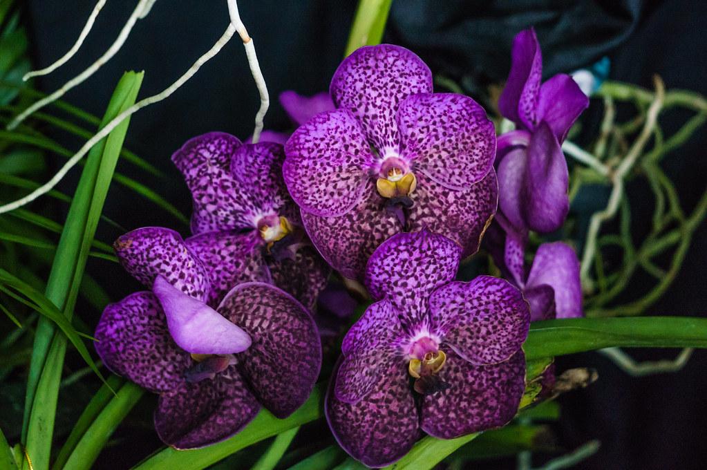 Colored orchids - Vanda Robert Delight