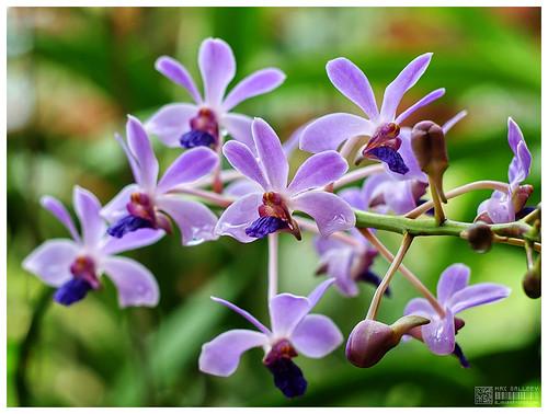 Vanda coerulescens - dyeing orchids blue
