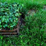 What Are Different Bermuda Grass Types, And Which Is Best For A Lawn?