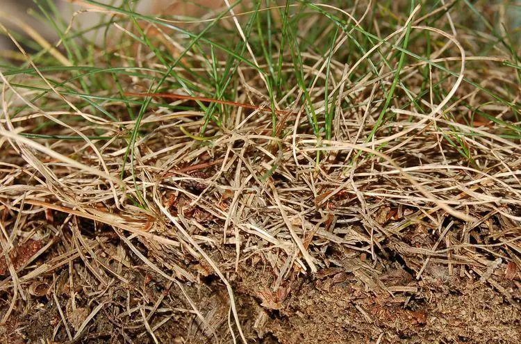 Lawn Dethatching Guide - What Causes Thatch To Build Up In A Lawn? 