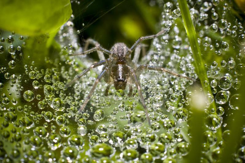 What Do Grass Spiders Look Like