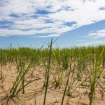 What Grass Grows Best In Sand? Our Top 6 Picks
