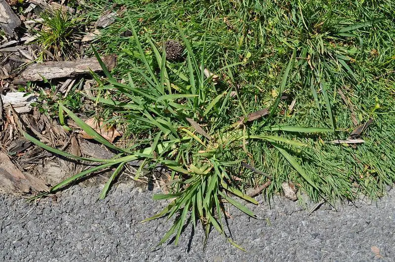 What Is The Best Time To Kill Crabgrass