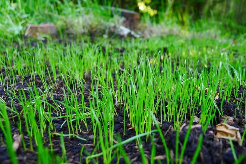 What is the Best Temperature to Plant Grass Seed A Comprehensive Guide