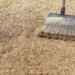 When, Why & How To Dethatch A Lawn | Tips & Tricks From The Experts