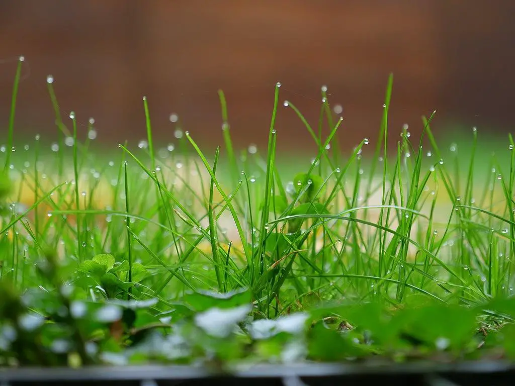 Why Is Timing Important When Planting Grass Seeds? - when to plant grass seed in spring 