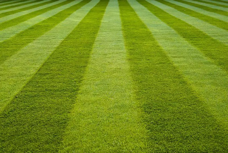Why Would You Stripe A Lawn?