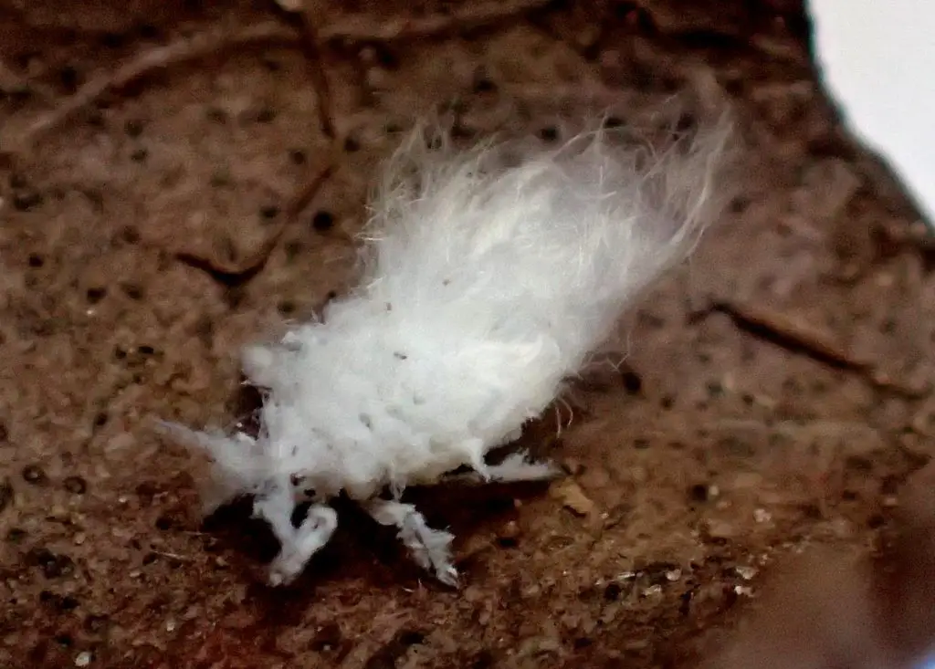 Woolly aphid white fuzzy jumping bug