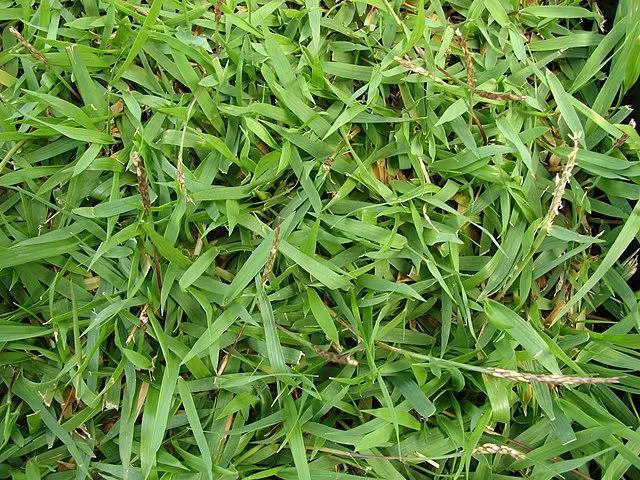 Zoysia grass: Best Sod for Shady Areas