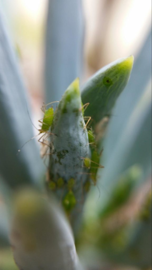 Aphids sucking on sap - pests in succulents and how to get rid of them