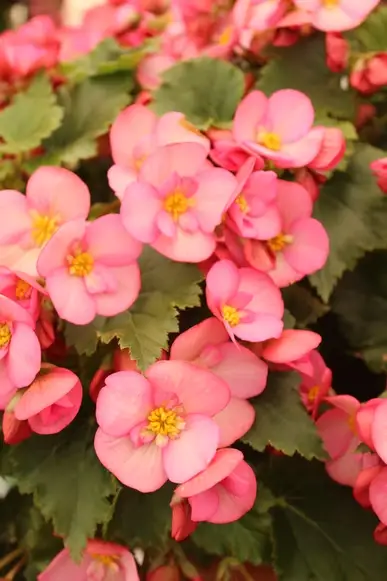 Begonias - flowers for hanging baskets