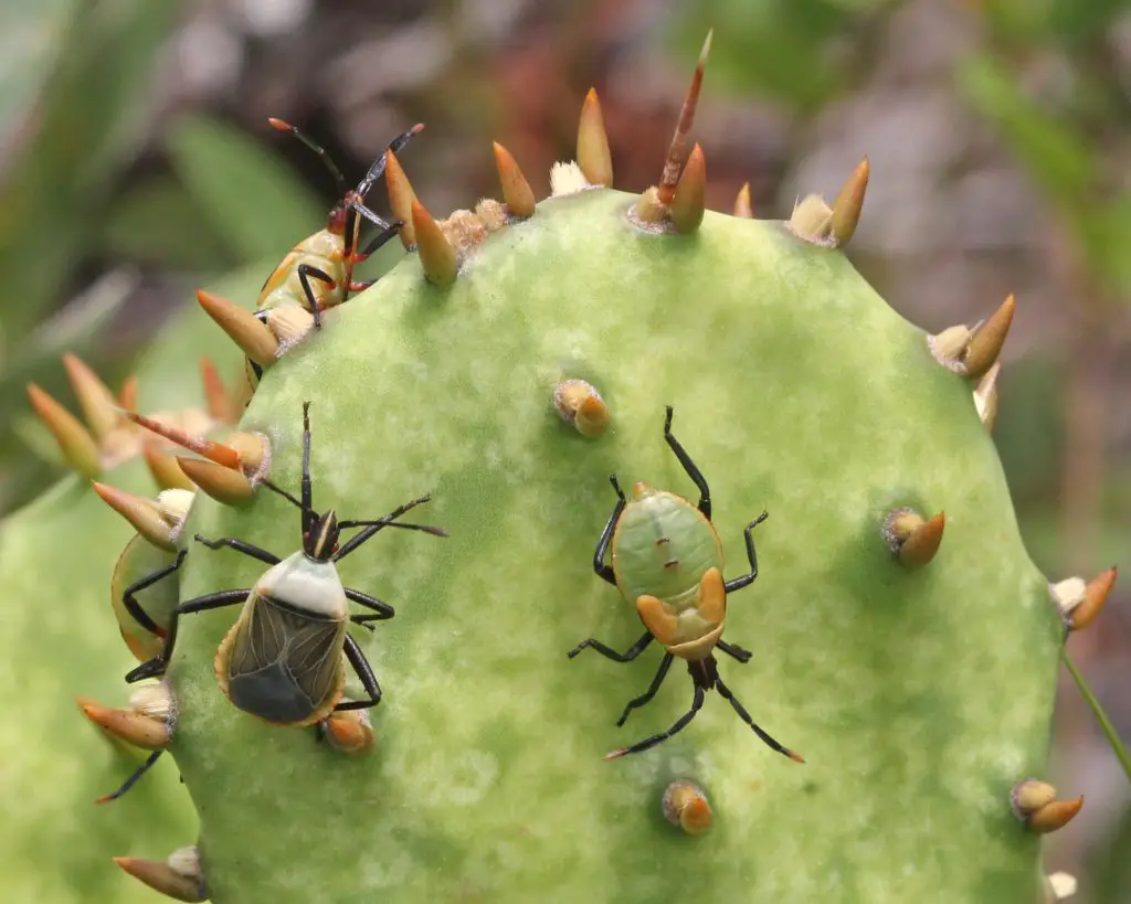 bugs on prickly pear cactus