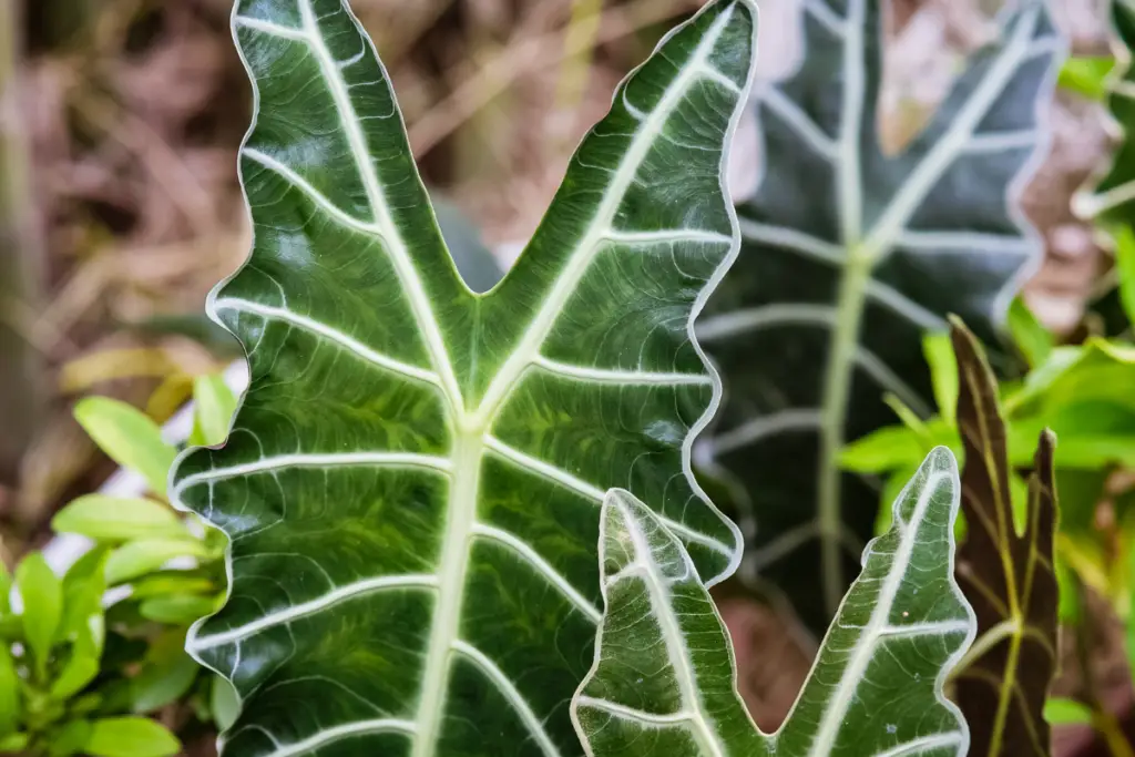 How to care for Alocasia Polly