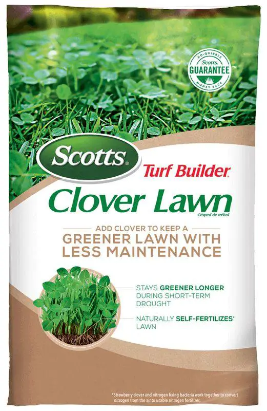 Clover lawn seeds