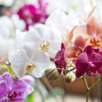 What do Nineteen Must-Have Meaningful Colored Orchids Mean in your Life