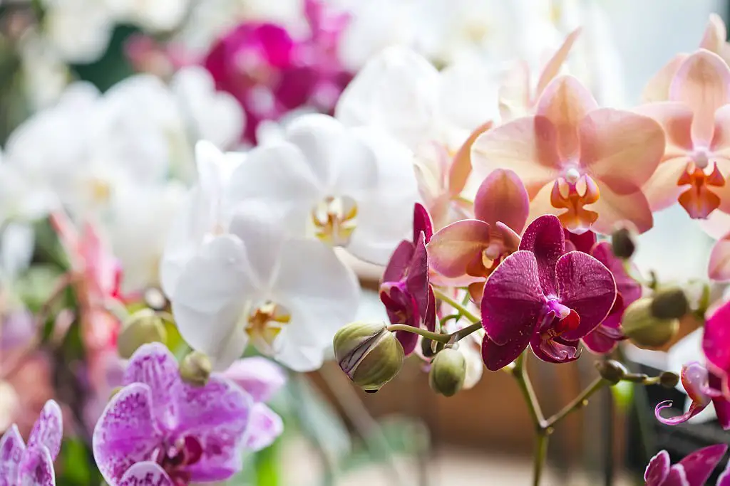 Colored orchids