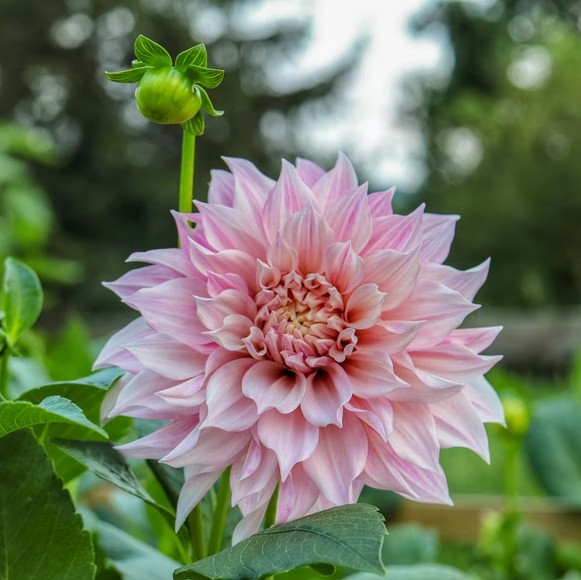 dahlias growing guide - meaning and symbolism