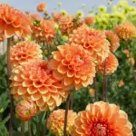 Dahlias: The Number 1 Care, Propagation, and Watering Guide For Your Garden Flowers