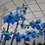 How Stunning Dyeing Orchids Blue is Possible with Hassle Free Fun Ways