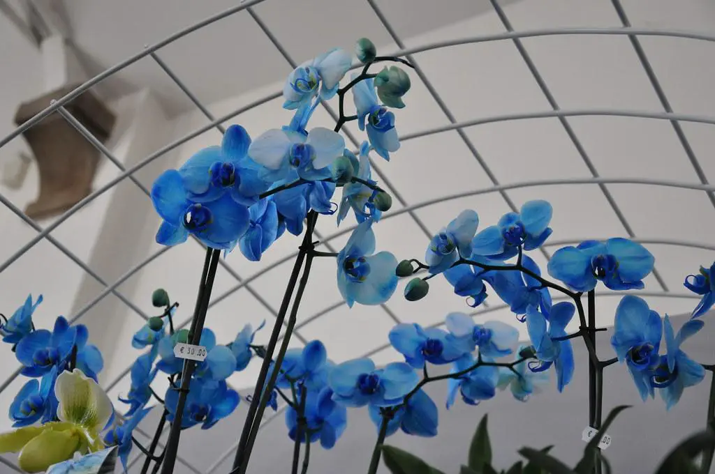 Dyeing orchids blue
