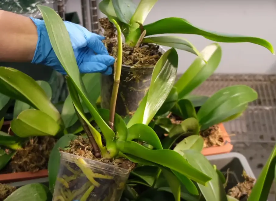 How to save a dying orchid