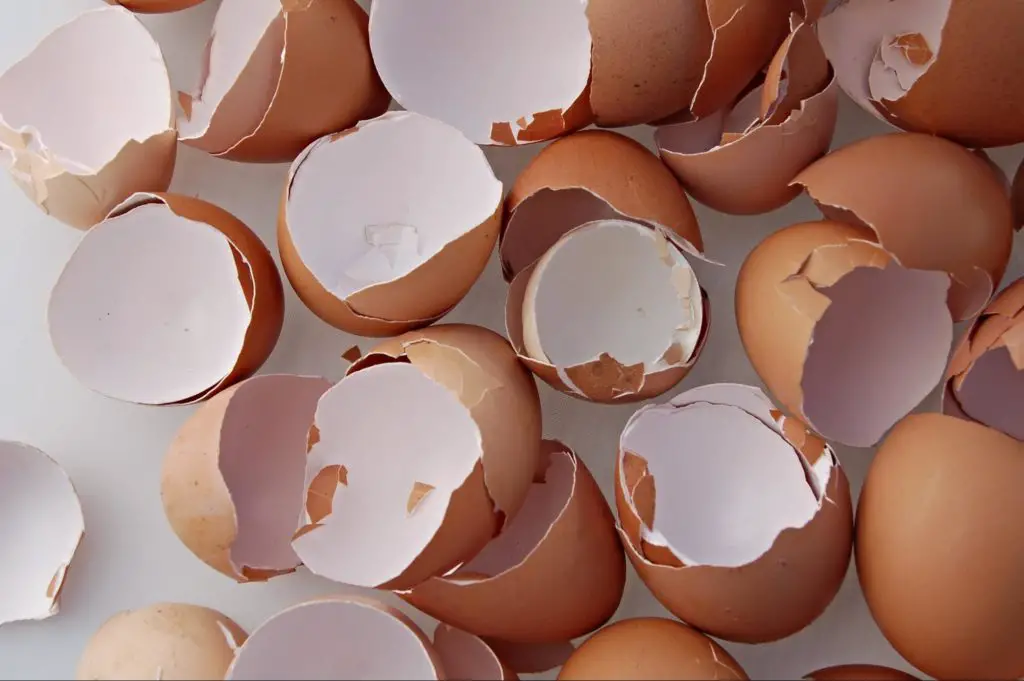 eggshells as organic pest control